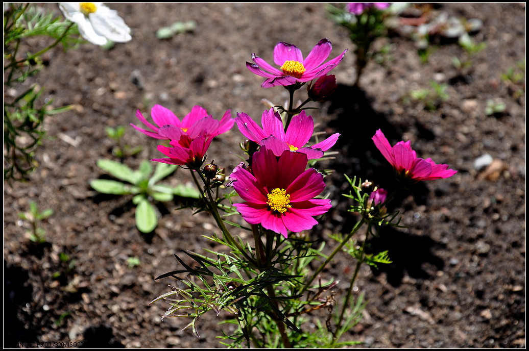 DSC_5891.jpg