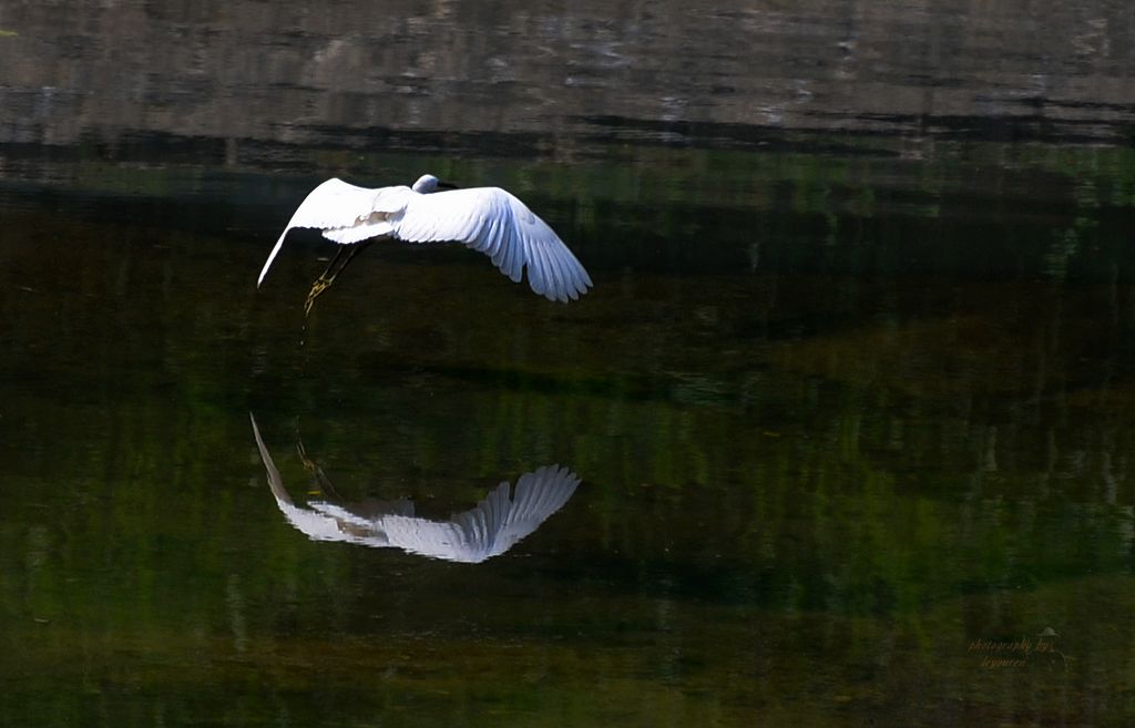 DSC_0431.JPG