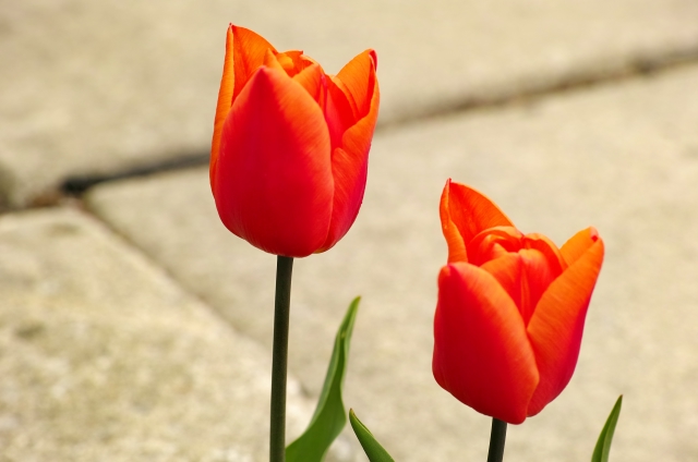 DP3M1173_dh.jpg
