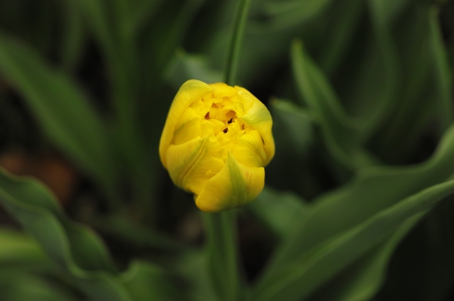 DP3M1035_dh.jpg