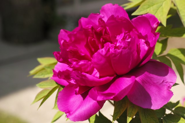 DP3M1426_resize.JPG