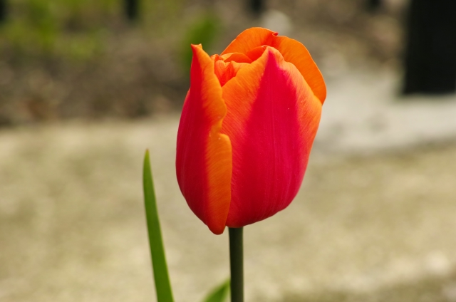 DP3M1176_dh.jpg