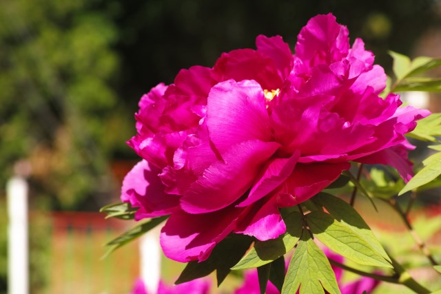 DP3M1421_resize.JPG