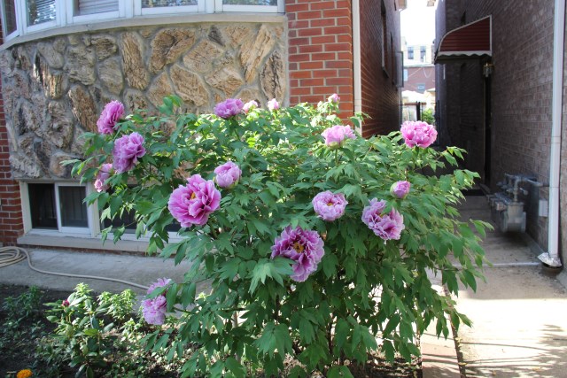 IMG_2485_resize.JPG