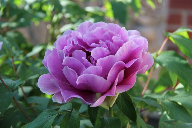 IMG_2474_resize.JPG