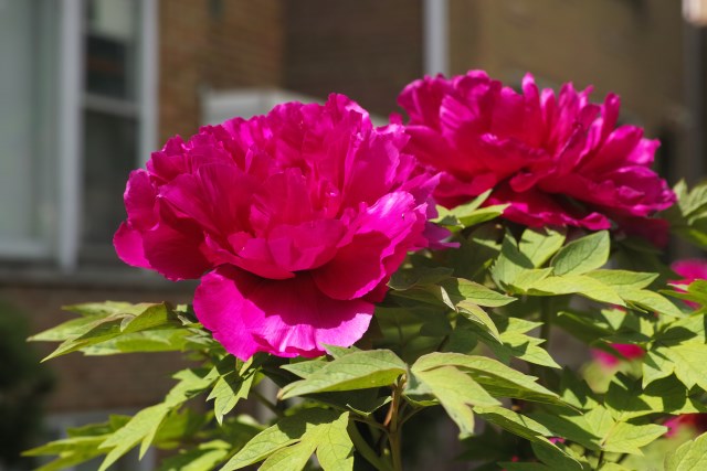 DP3M1432_resize.JPG