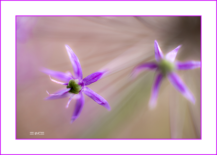 DSC_6125C.jpg