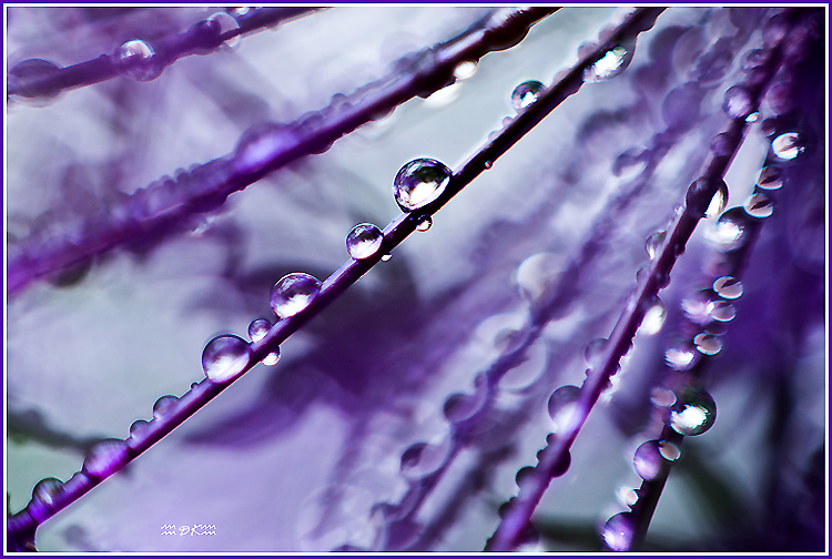 DSC_6118C.jpg