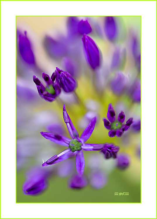 DSC_5656C.jpg