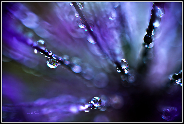 DSC_6077C.jpg