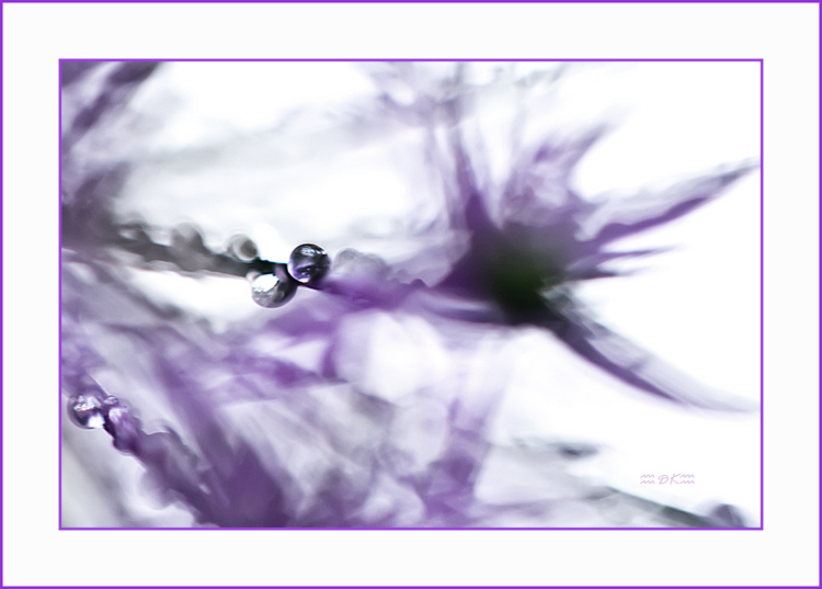 DSC_6115C.jpg