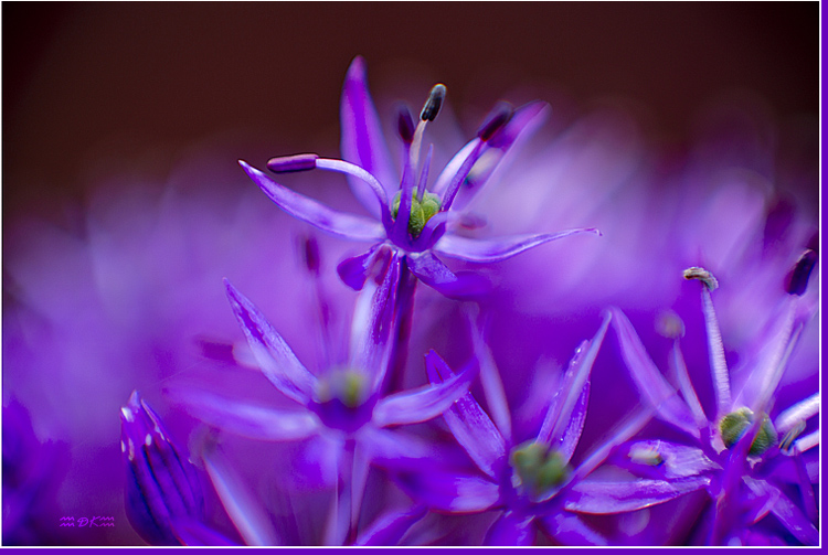 DSC_5692C.jpg