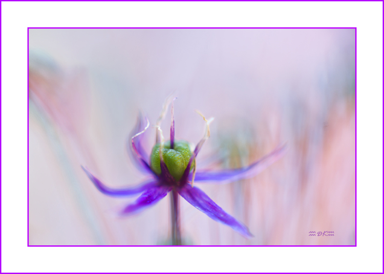 DSC_6132C.jpg
