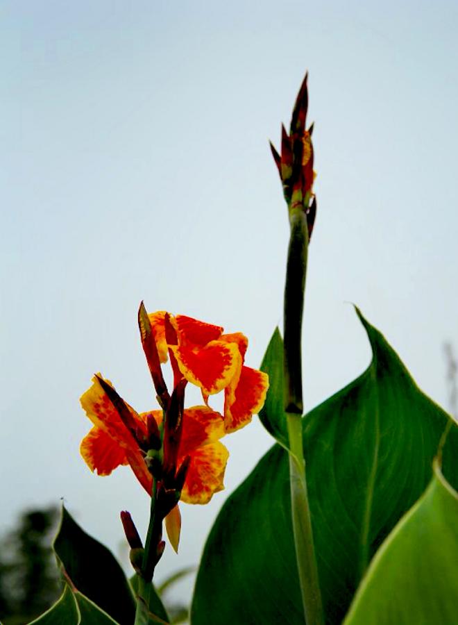 IMG_4970.JPG