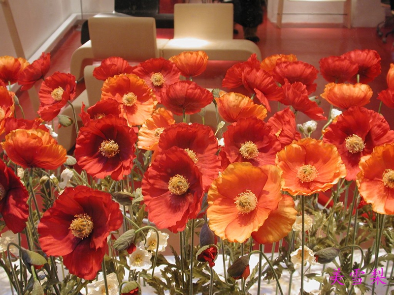 DSC_034rs.jpg