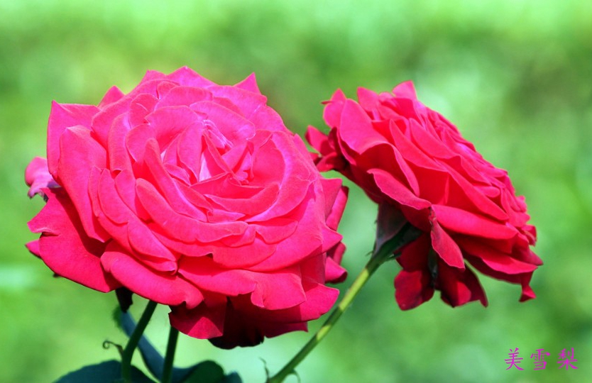 DSC_1325.jpg