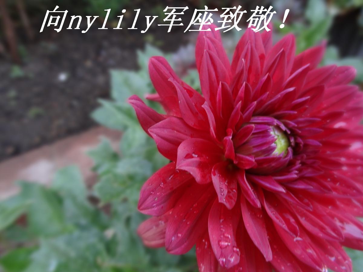 nylily¾.JPG