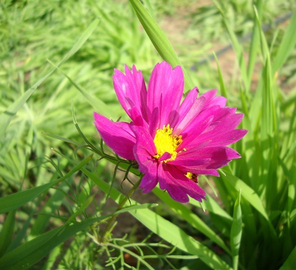 68.jpg