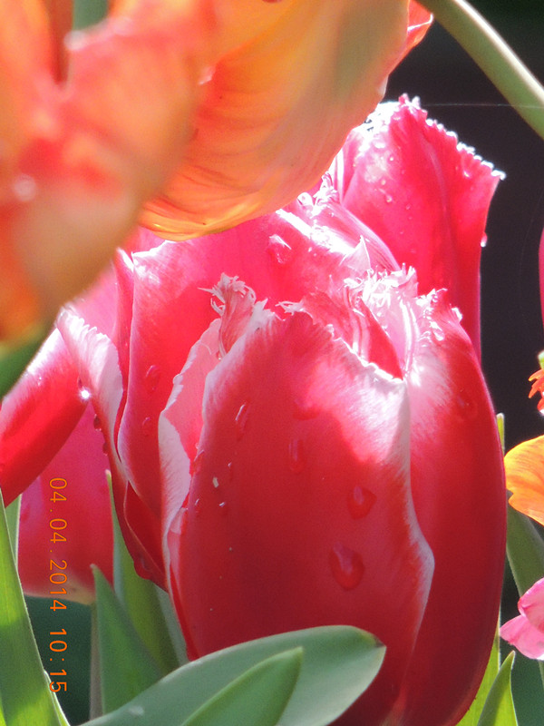 flowers 2014 875_ת_.jpg