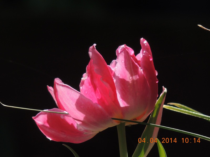 flowers 2014 870_.jpg