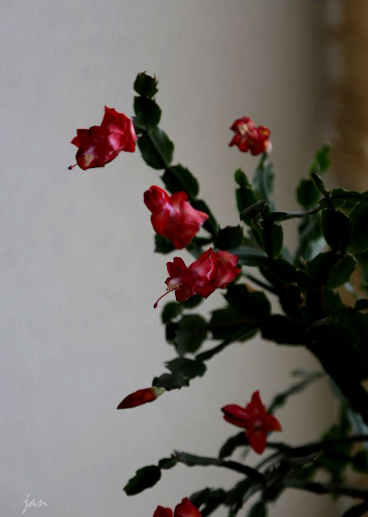 IMG_2132=.jpg