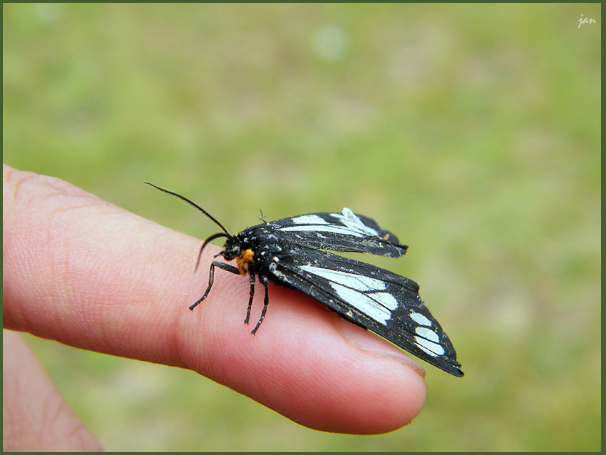 DSCF1594=.jpg