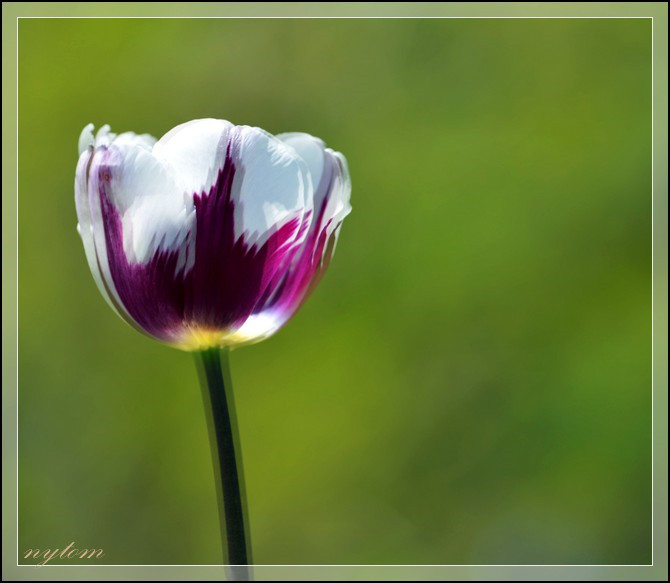 DSC_2948a.jpg