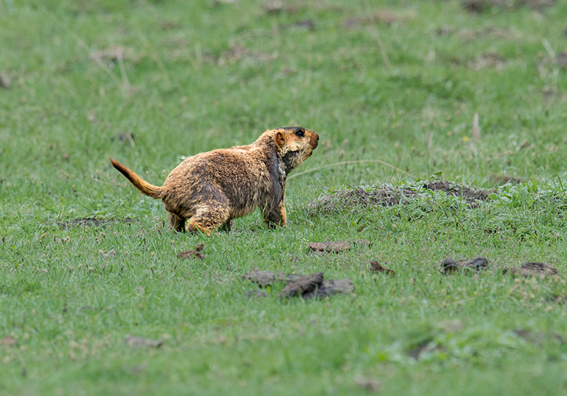 _DSC5557-.jpg