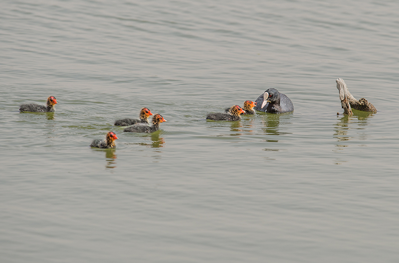 _DSC2910-.jpg