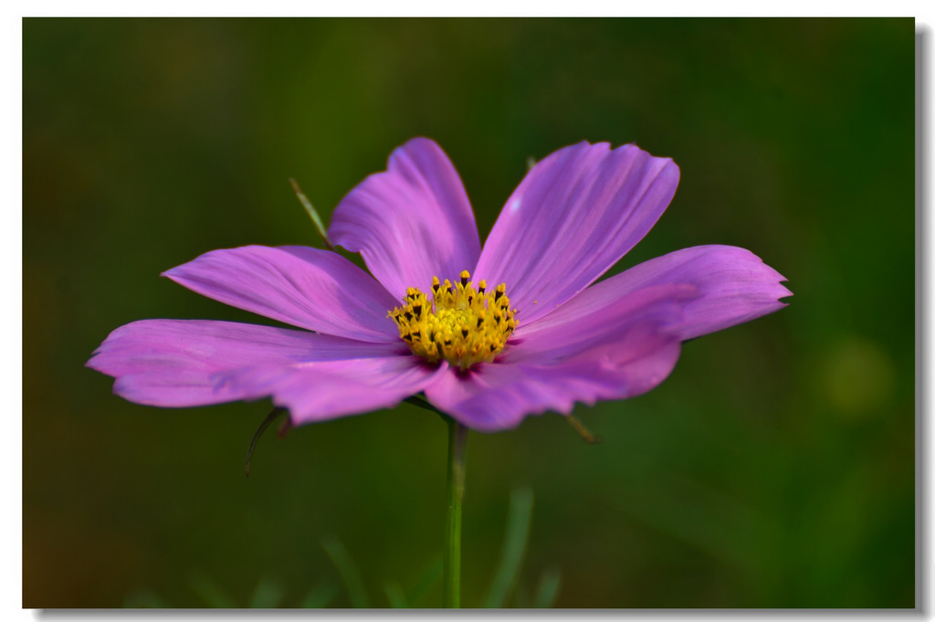 DSC_7061.jpg
