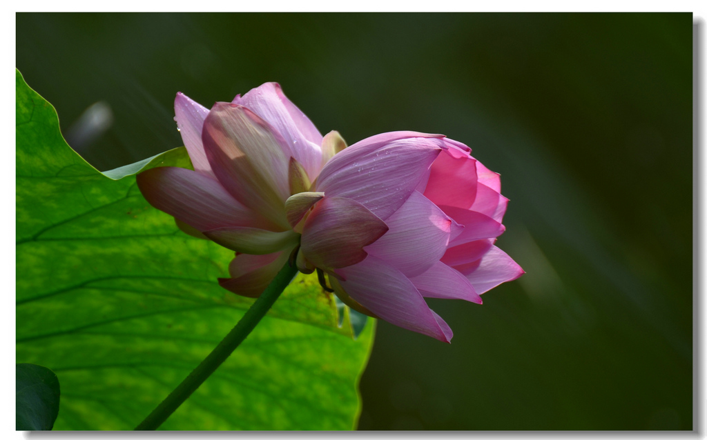 DSC_5174.jpg