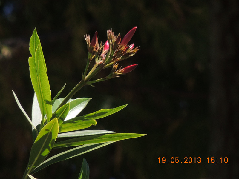 flower 378_.jpg