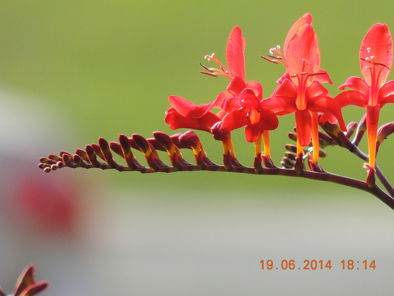 flowers 2014 1221_.jpg