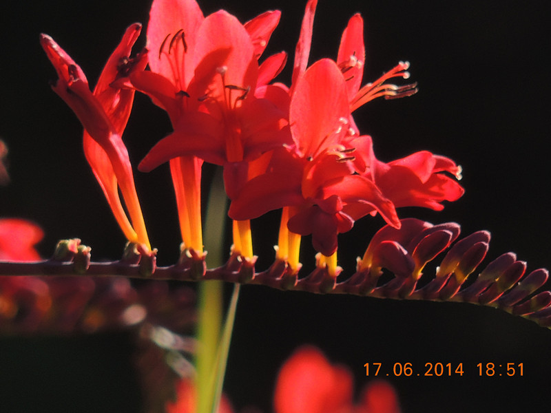 flowers 2014 1202_.jpg