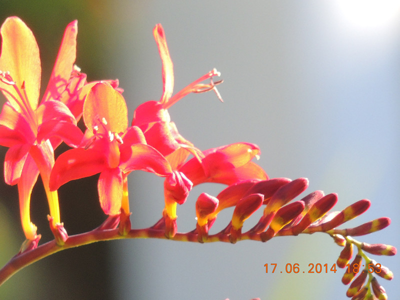 flowers 2014 1205_.jpg