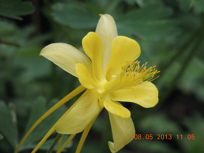 flower 264_.jpg