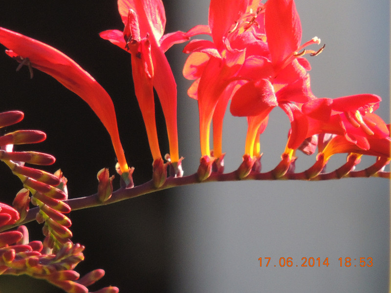flowers 2014 1207_.jpg