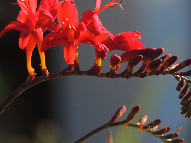 flowers 2014 1203_.jpg