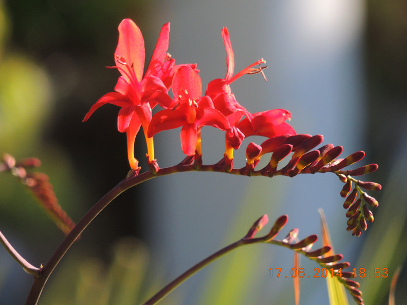 flowers 2014 1206_.jpg