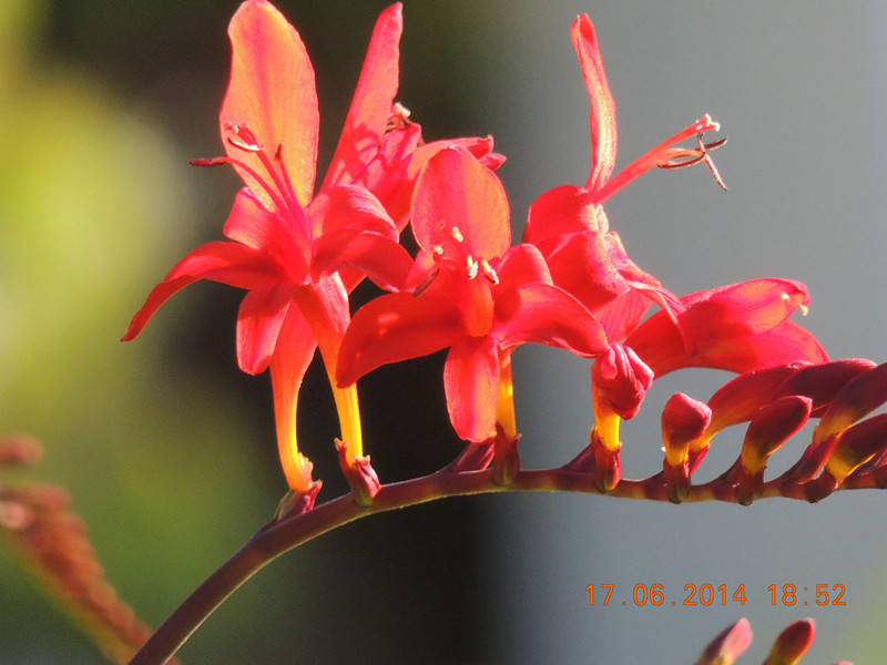 flowers 2014 1204_.jpg