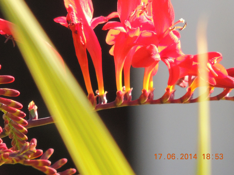 flowers 2014 1208_.jpg