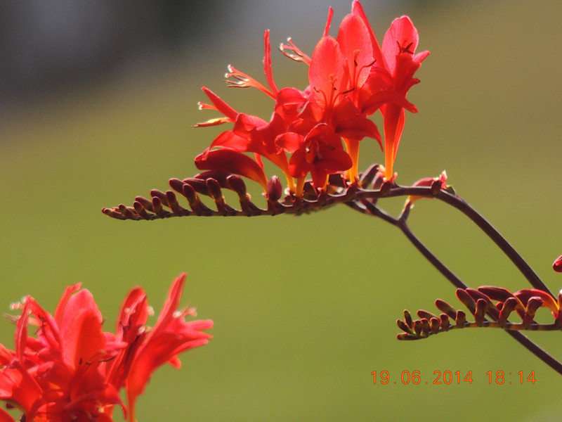 flowers 2014 1223_.jpg