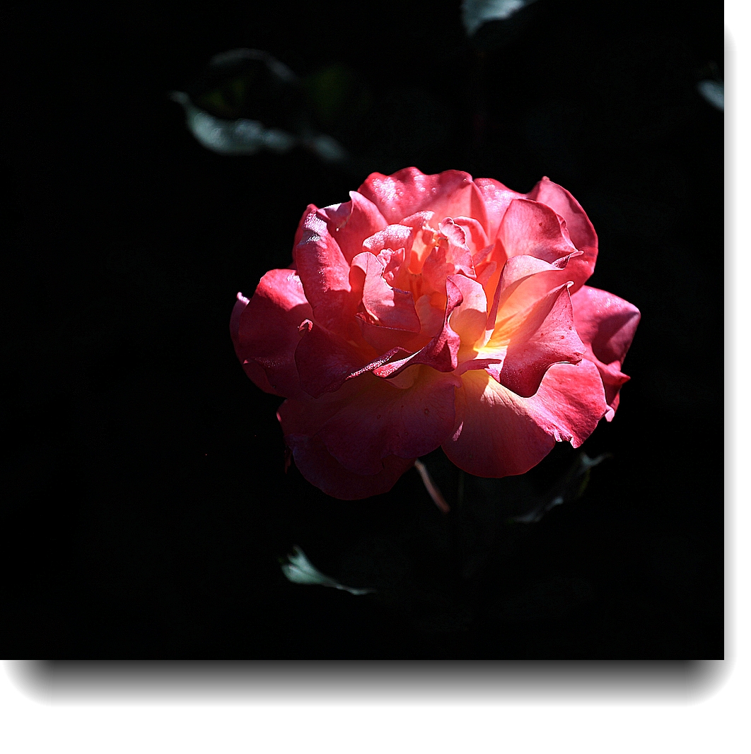 IMG_3326a.jpg