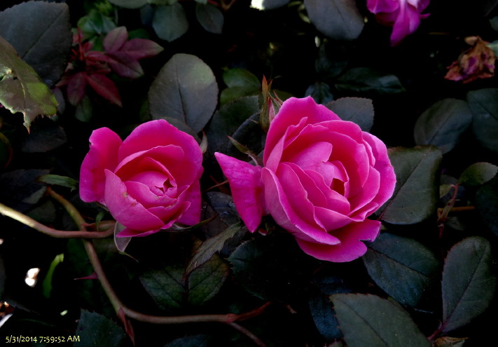 DSC01672m.jpg