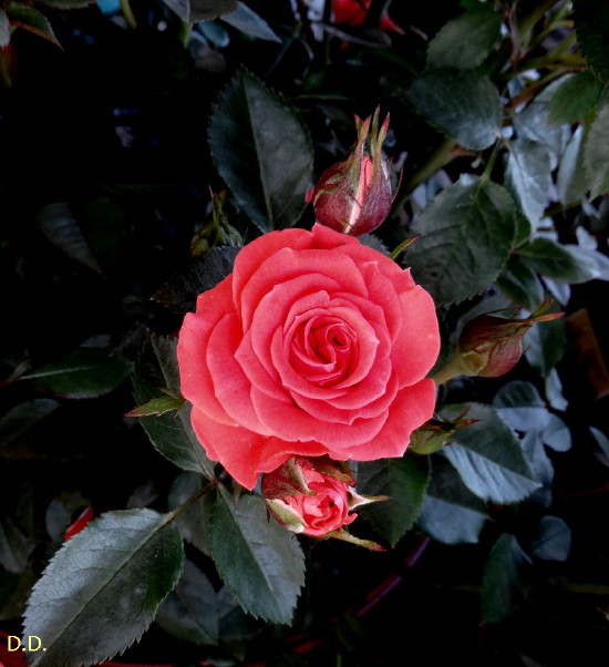 DSC01676m.jpg