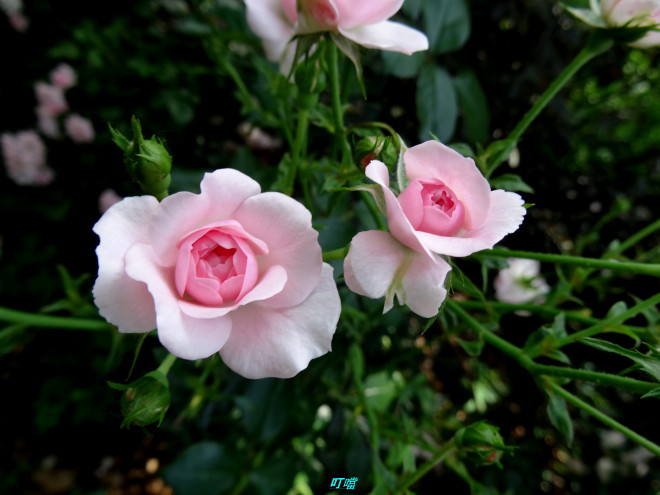 DSC02123m.jpg
