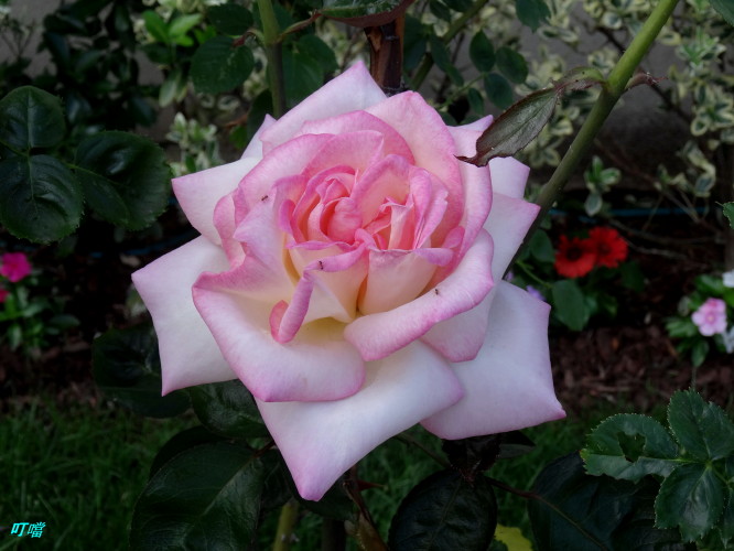 DSC02274.JPG