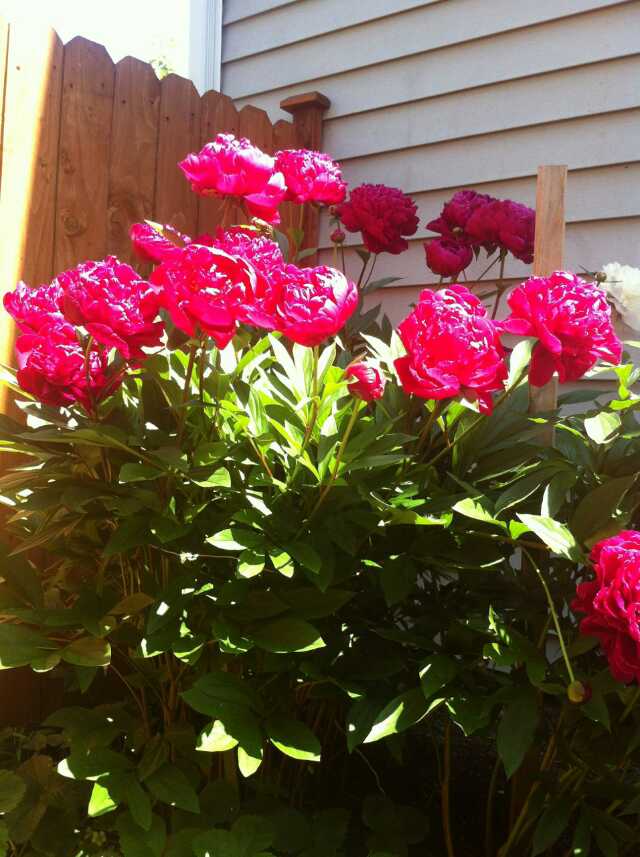 210_44117_fac556c573c5853.jpg