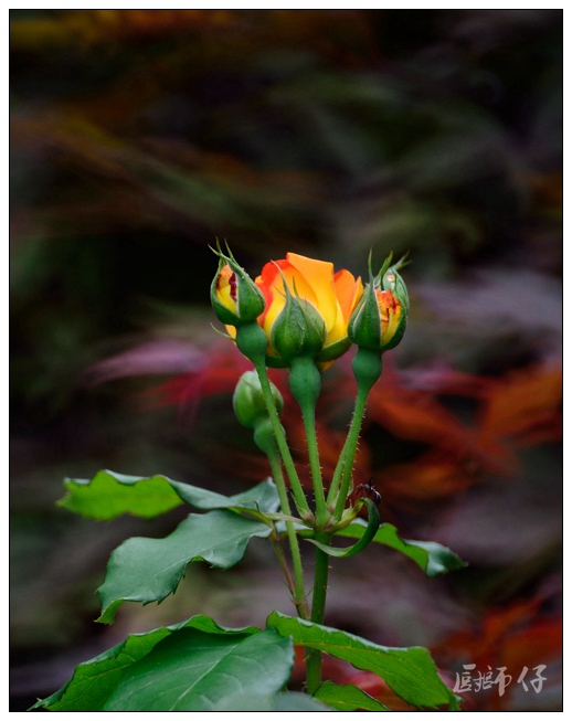 DSC_7543.jpg