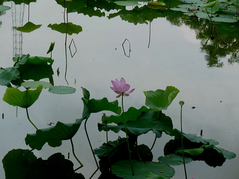 P1130151.JPG